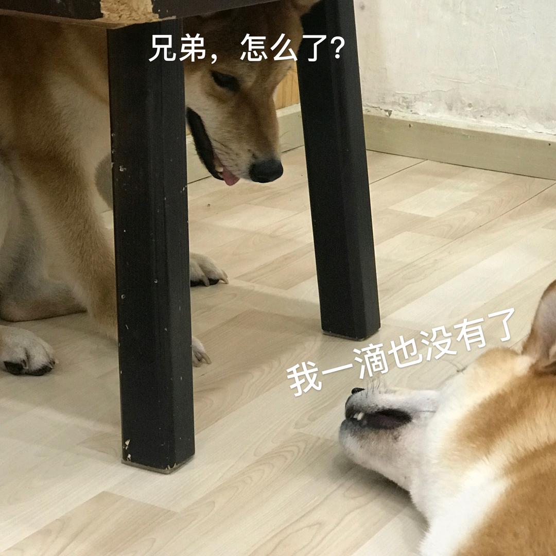阿巴阿巴