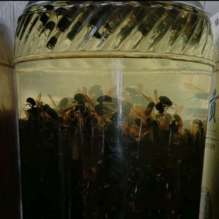 ❄️冷水泡绿茶❄️