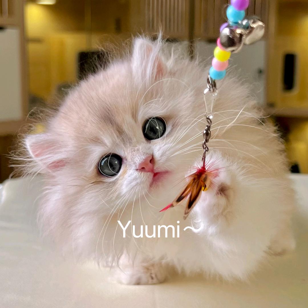 悠米萌宠小助理