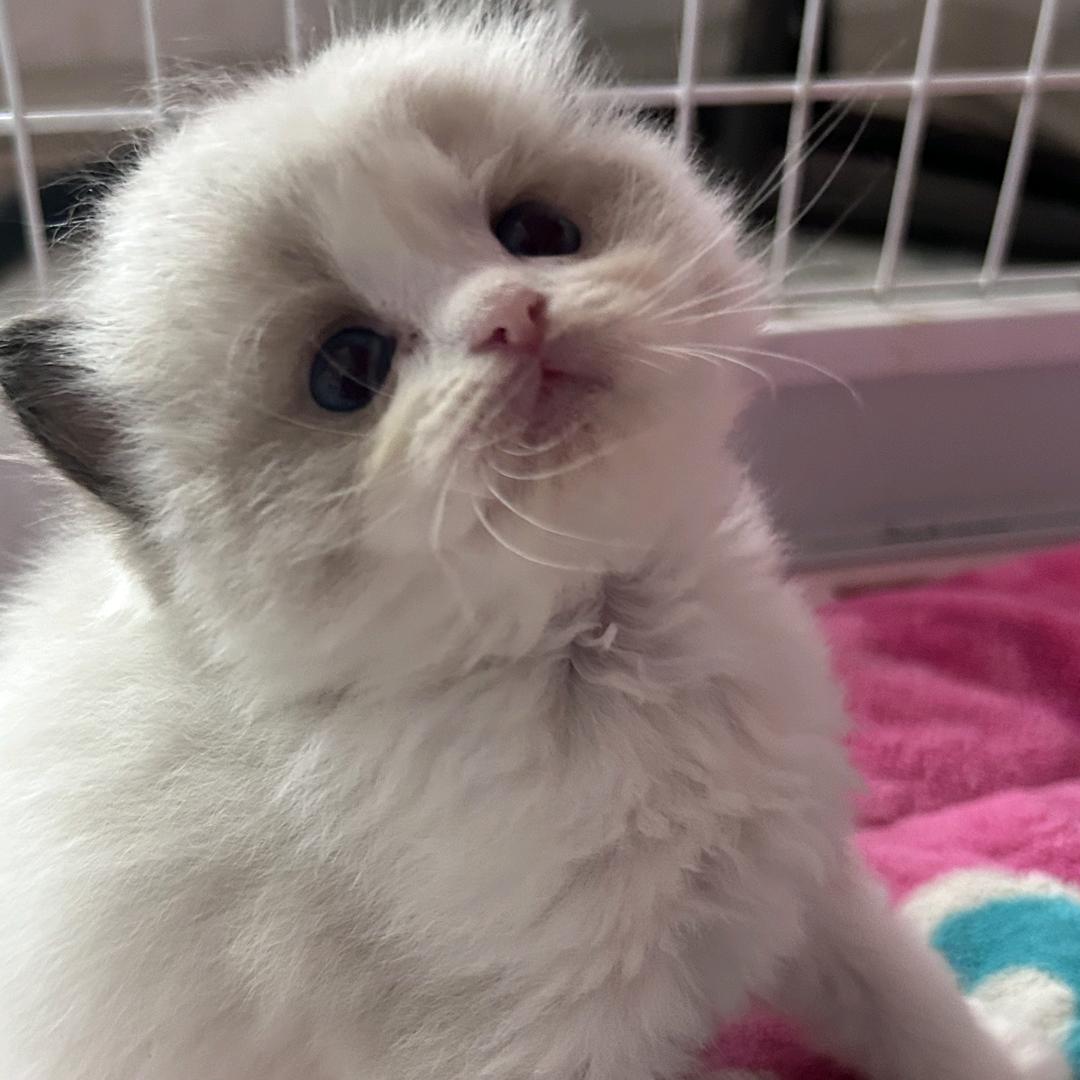 汉堡包的猫