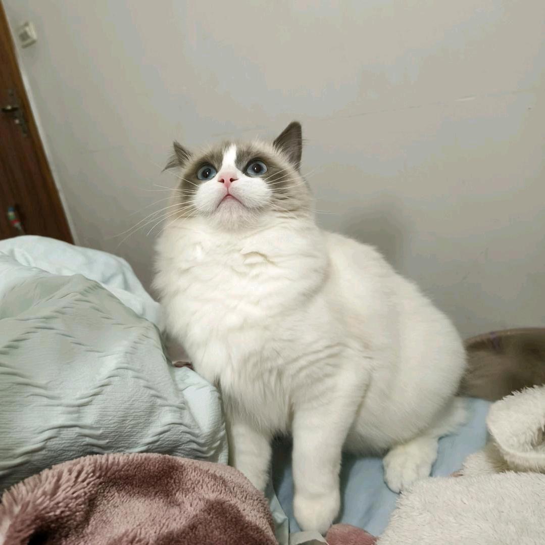 汤🙈圆