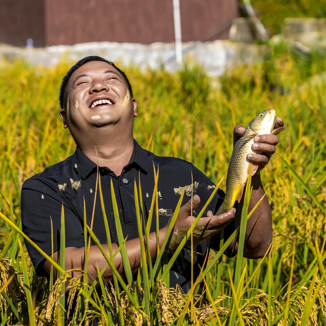 滇南老姜稻花鱼