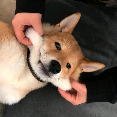 孤傲的狼🐺