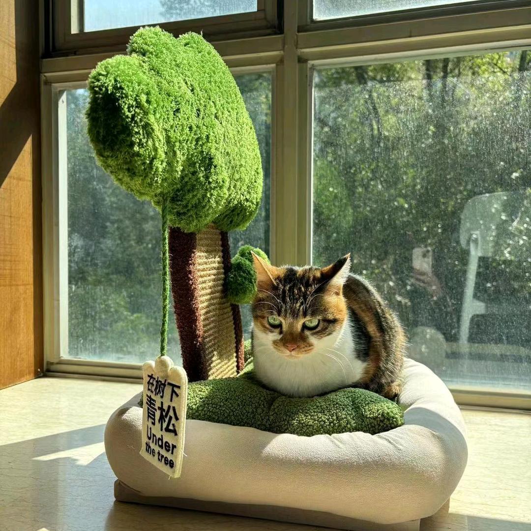 BB猫