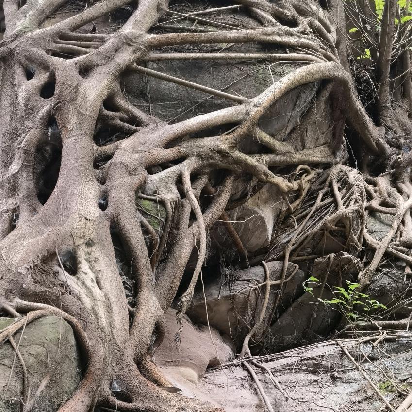 把根留下