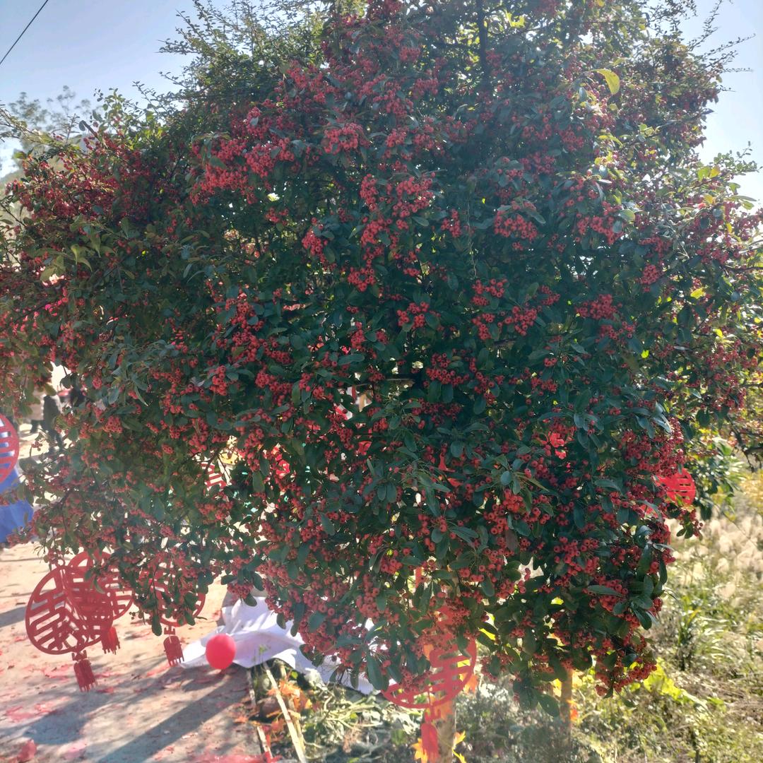 醉舒服纯粮酒坊