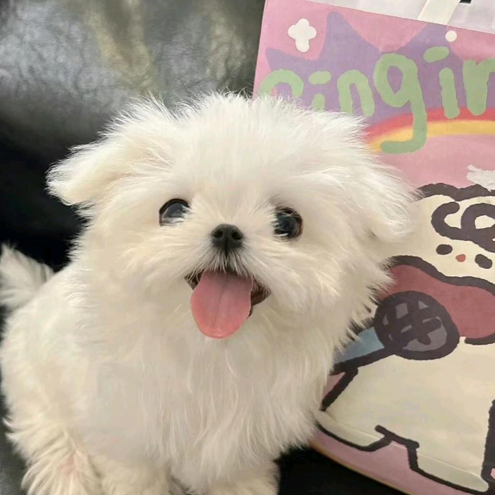 再要一碗蟹籽包