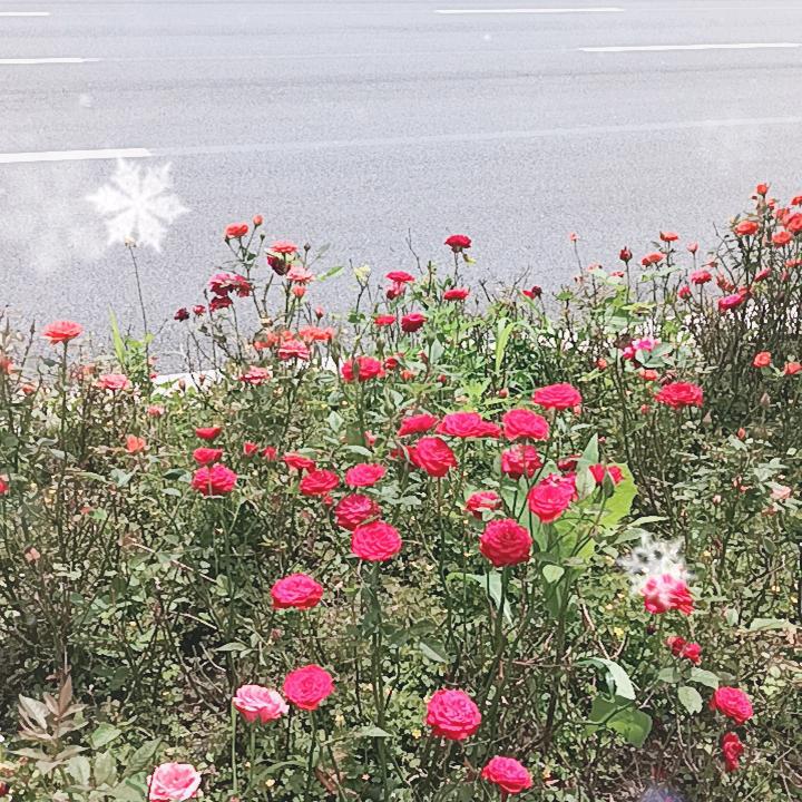 凤舞九天