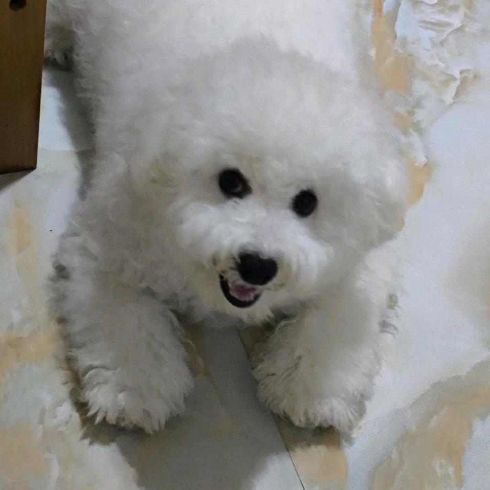 豆豆熊
