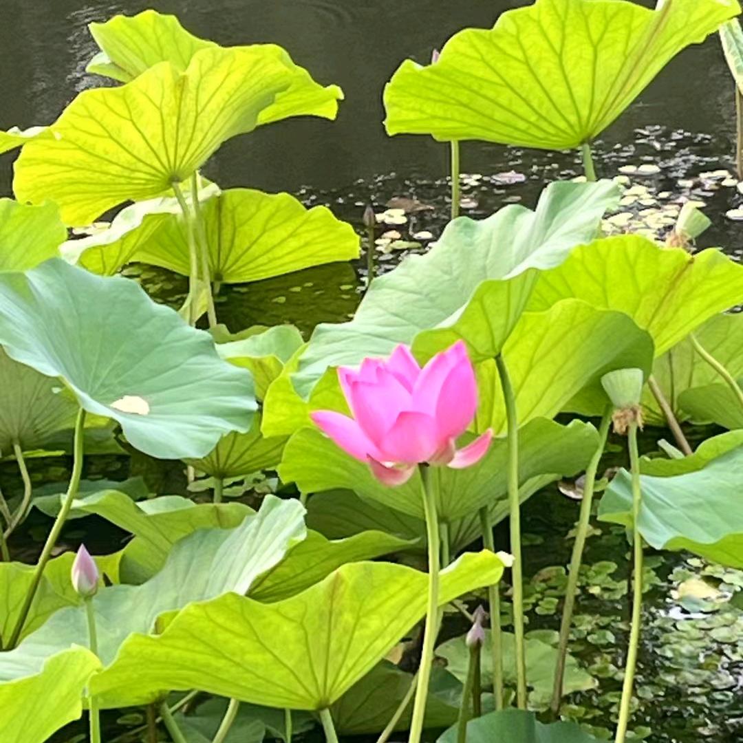 醉꧁逍꧂遥