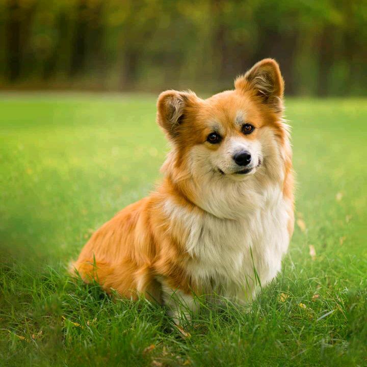 狗娃