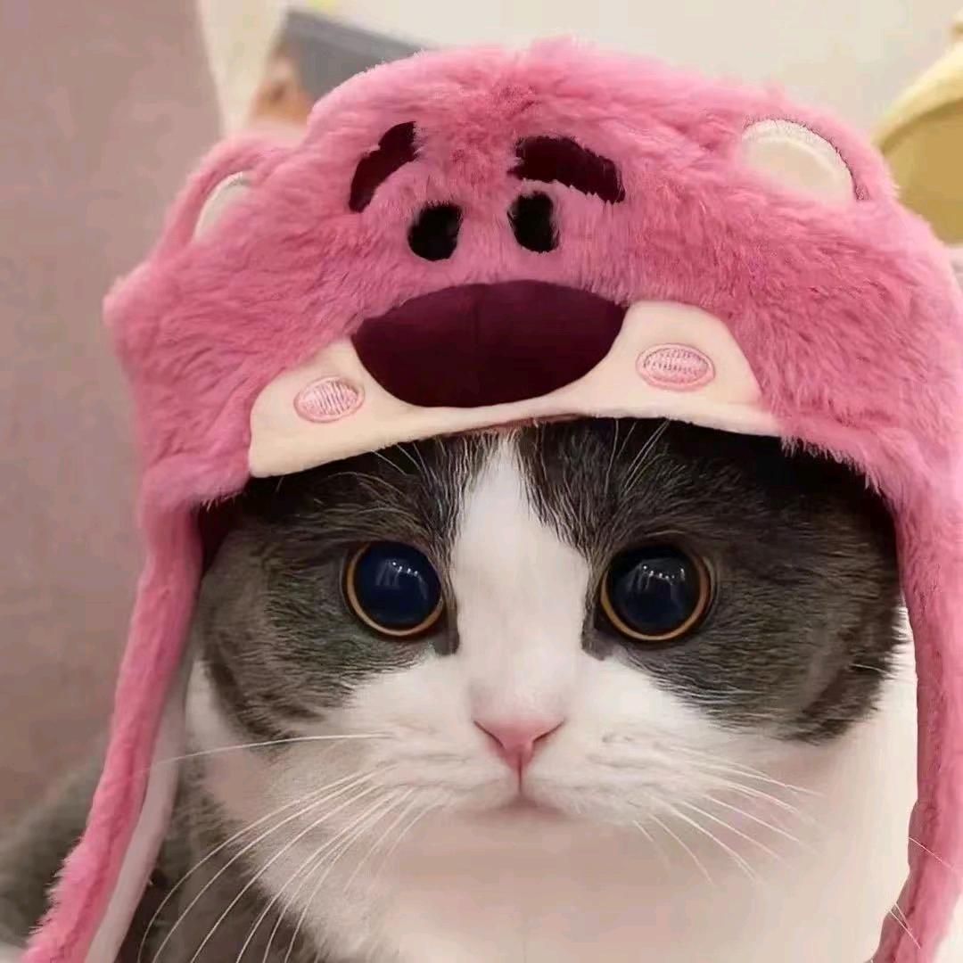 猫咪日记
