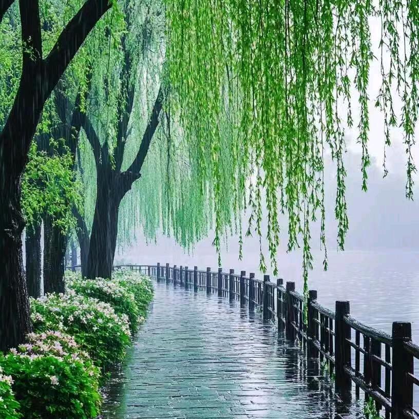 听风恋雨