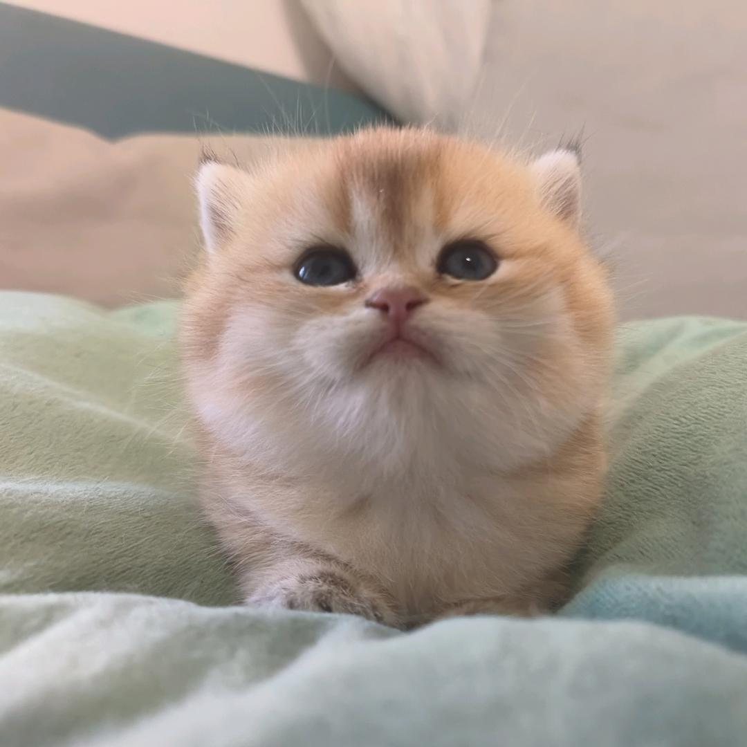 @🐱猫:-D🐟