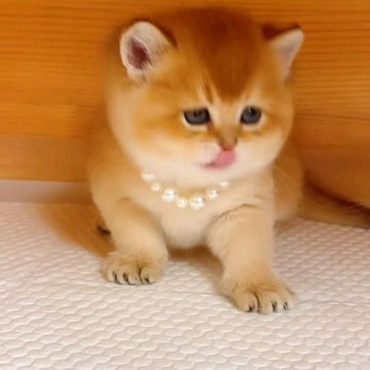 🍎唯霓变乖🍎