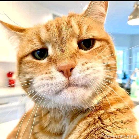 🇨🇳橘猫