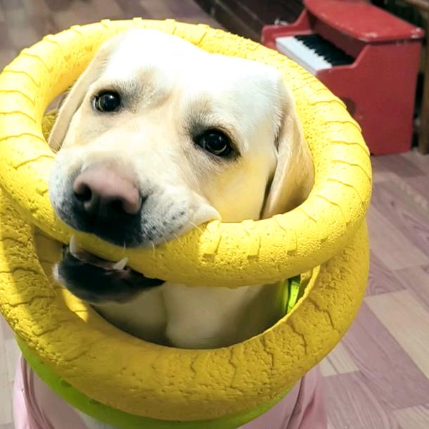 神犬思思帅帅黄黄