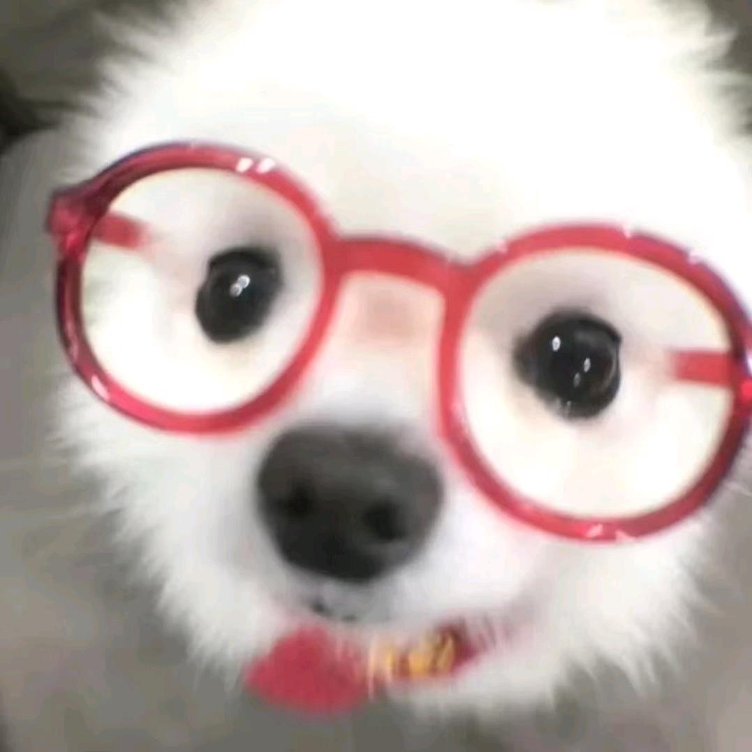 你也喜欢小猫吗
