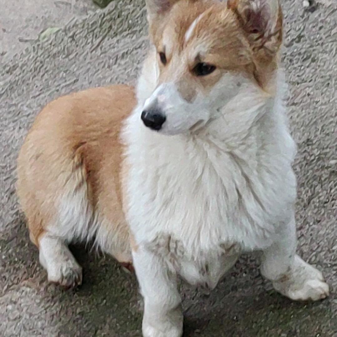 榕终雪