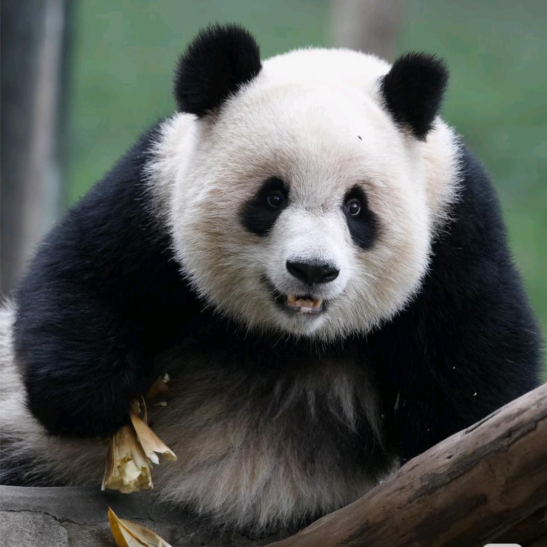 🐼Panda🔮如愿🙏