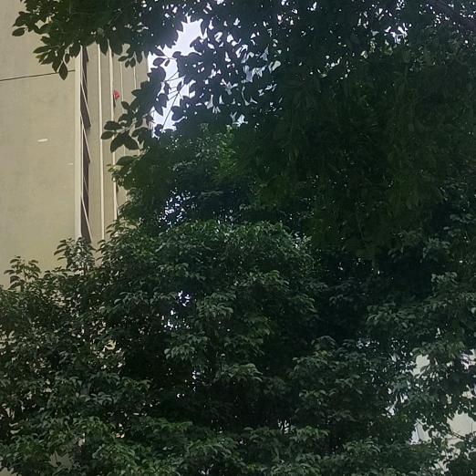 情川