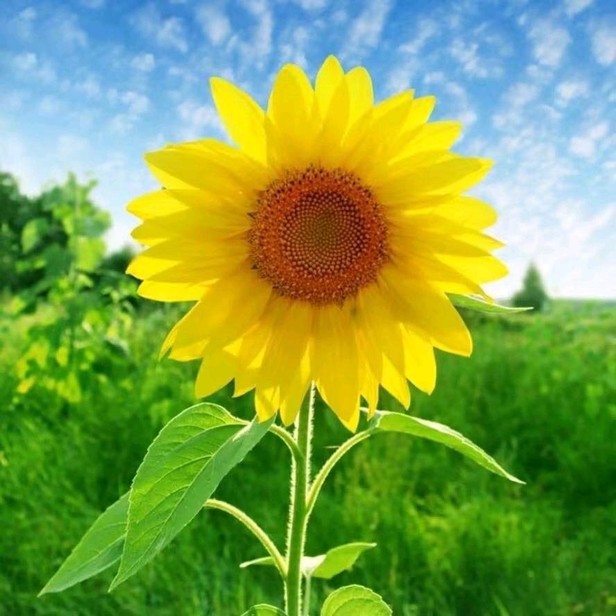 一米阳光☀️