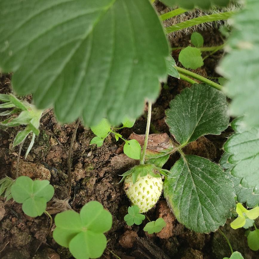 咬定青山不放松