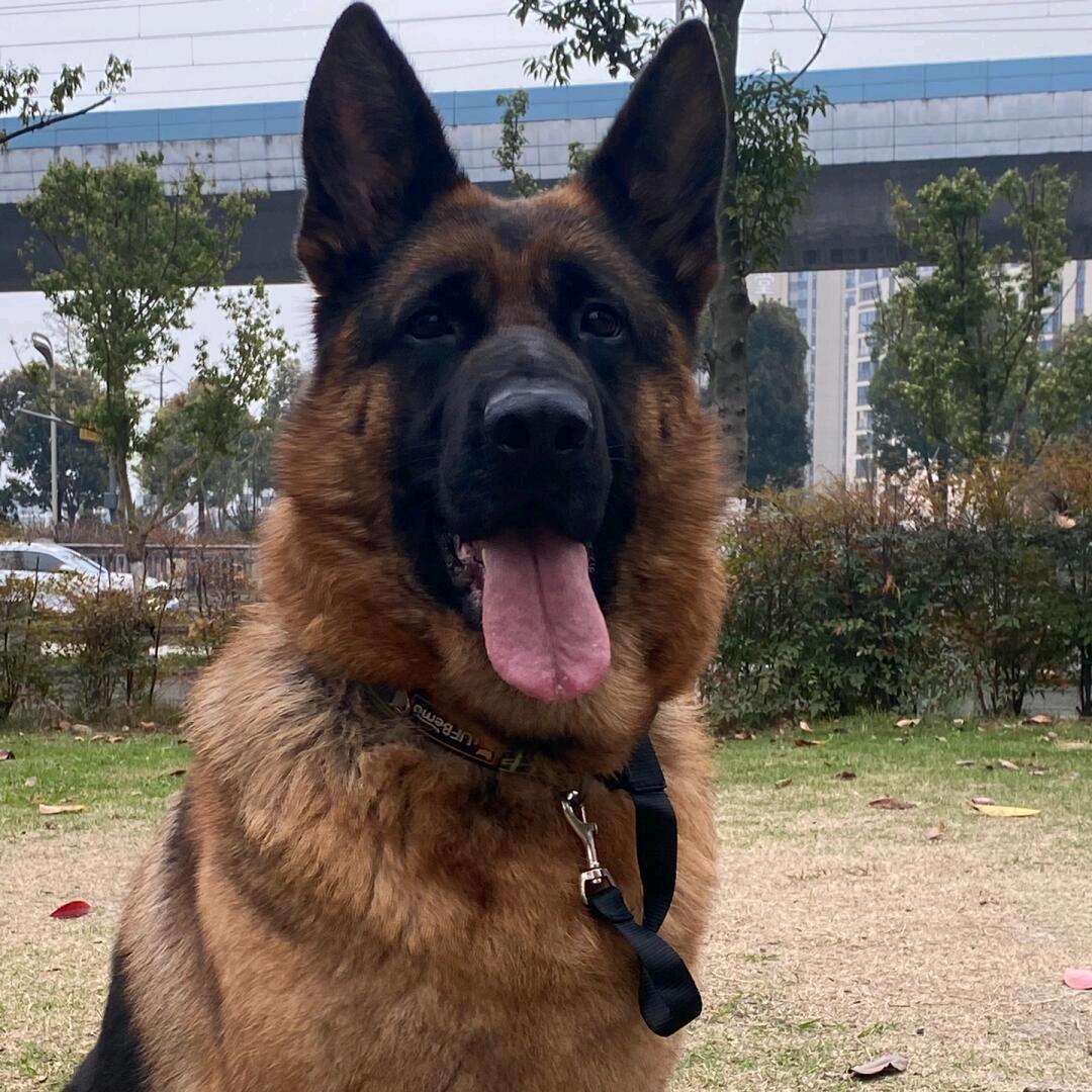 大队长德牧