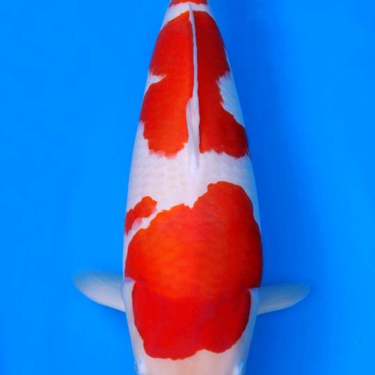 ww.w.如鱼得水.co.m