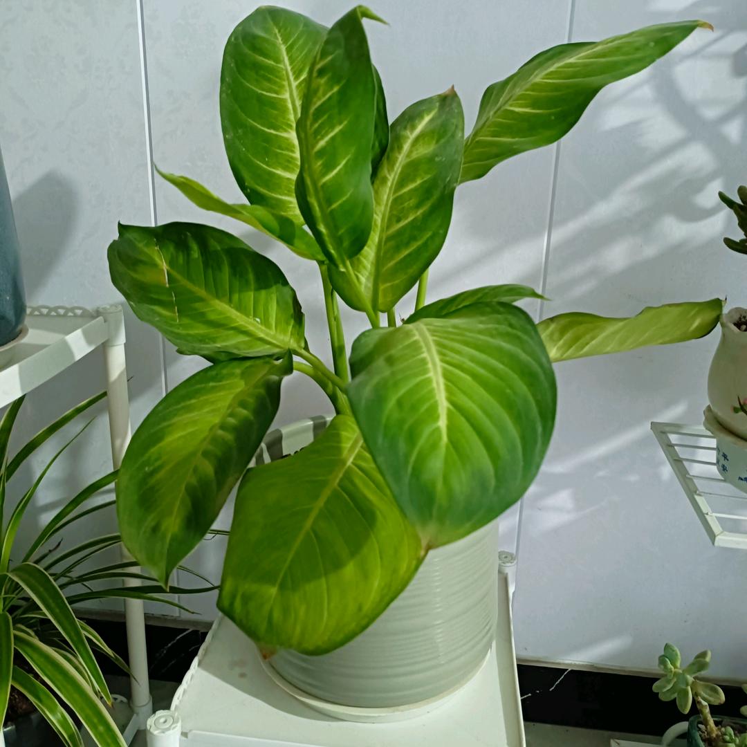 悠静