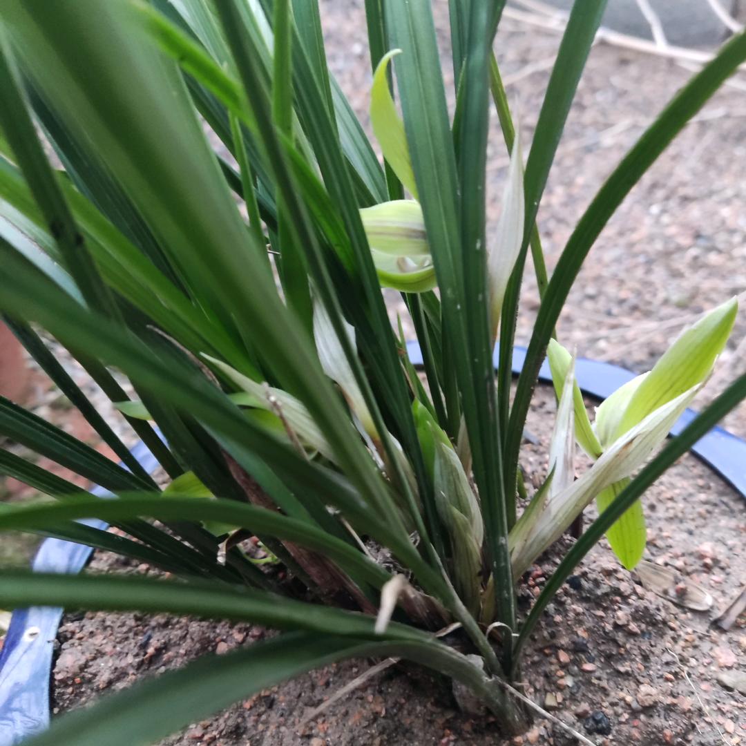 快乐的小老太太