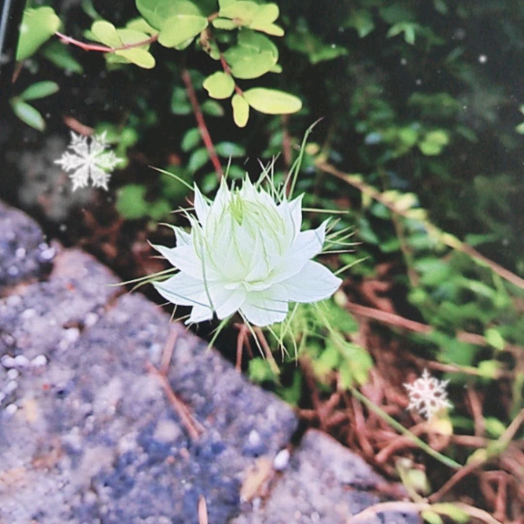 楠木