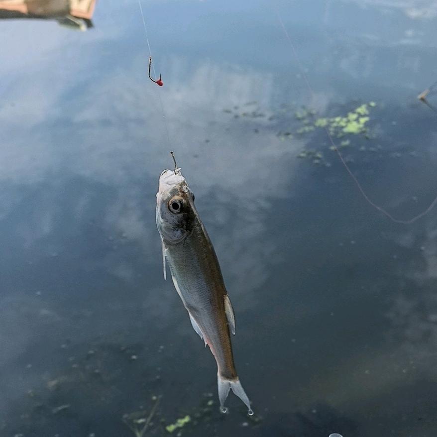 靓仔🎣钓鱼