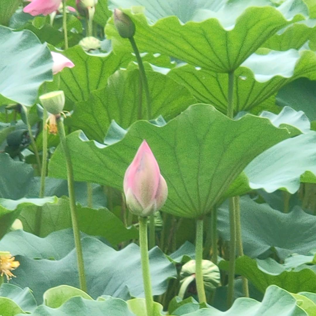 小可爱宝宝