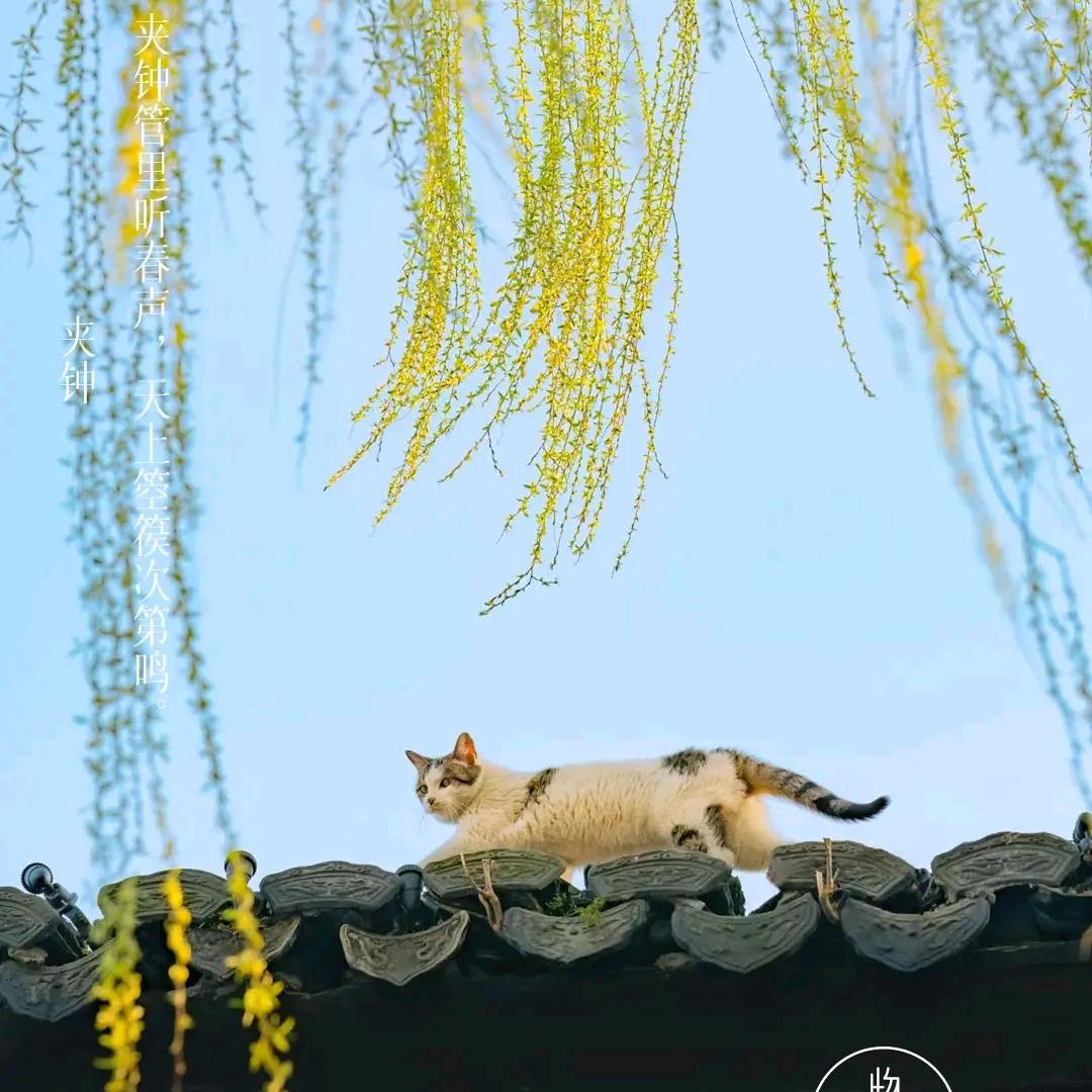 贾维司