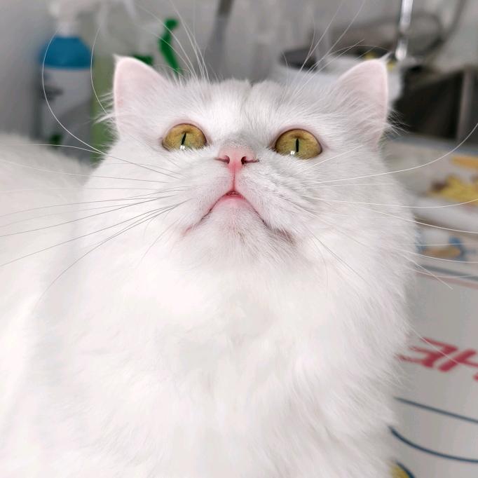 喵呜