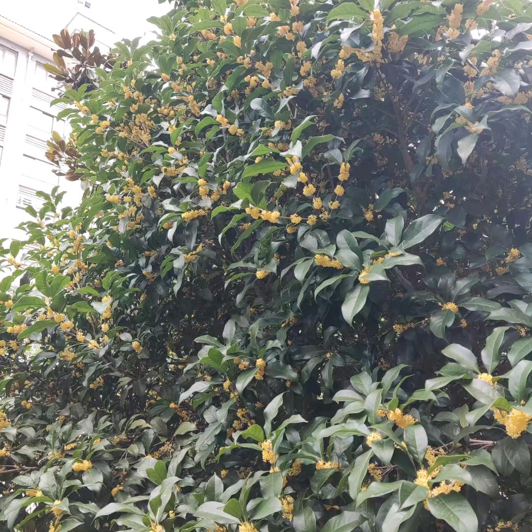 忘忧草