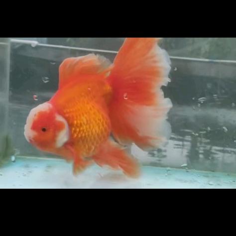 廖姐金鱼《直播号》