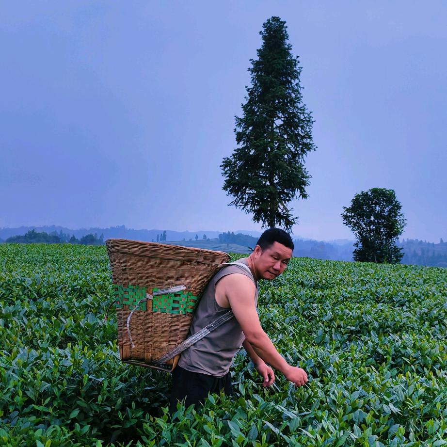 彦胜雅韵茶行