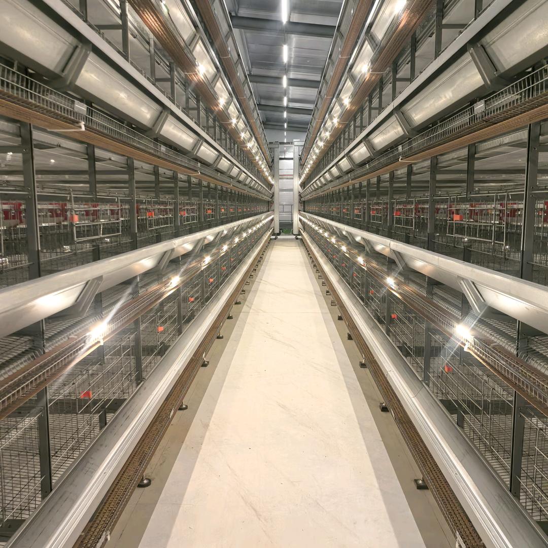 柏祥蛋鸡养殖设备        罗