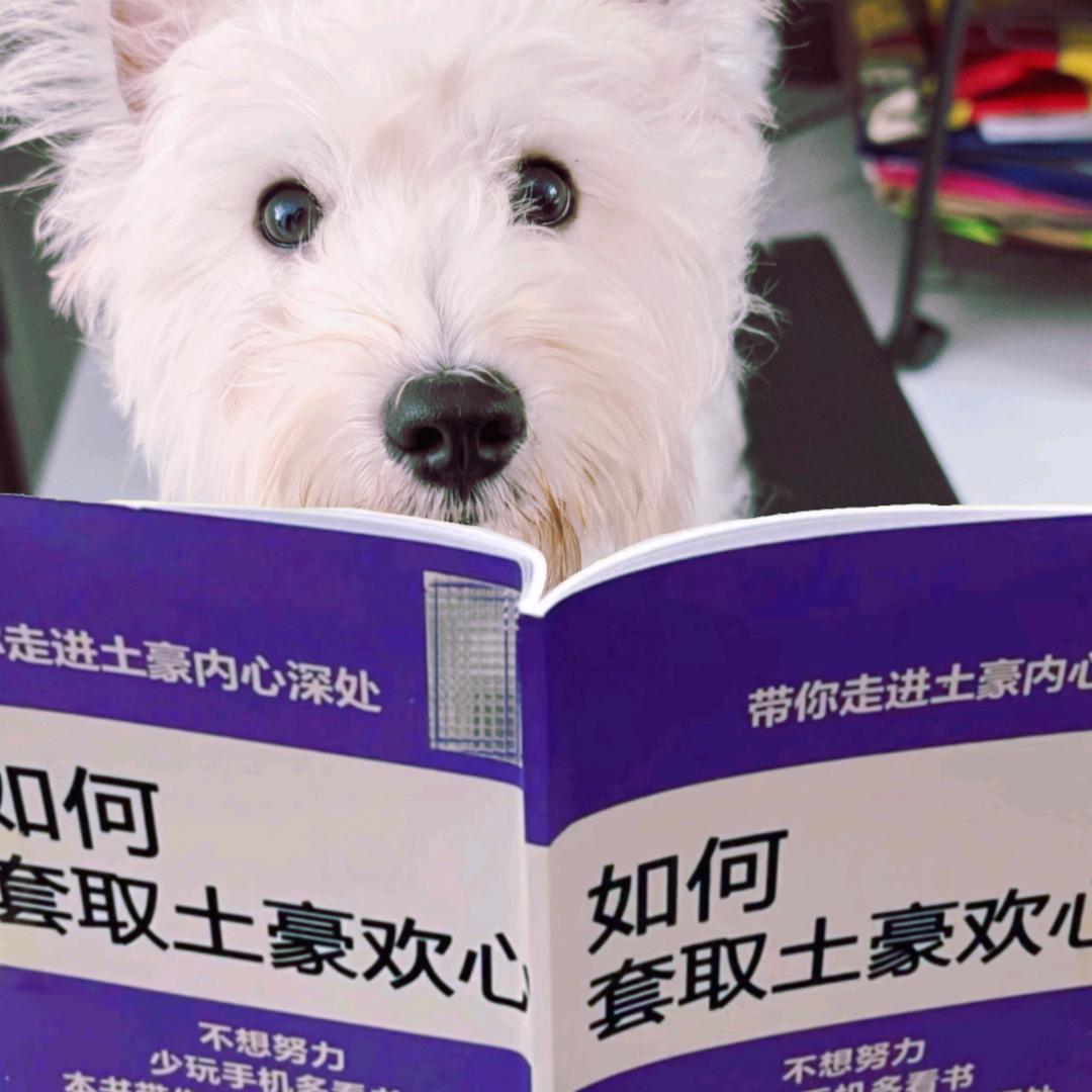 不吃胡萝卜的兔子