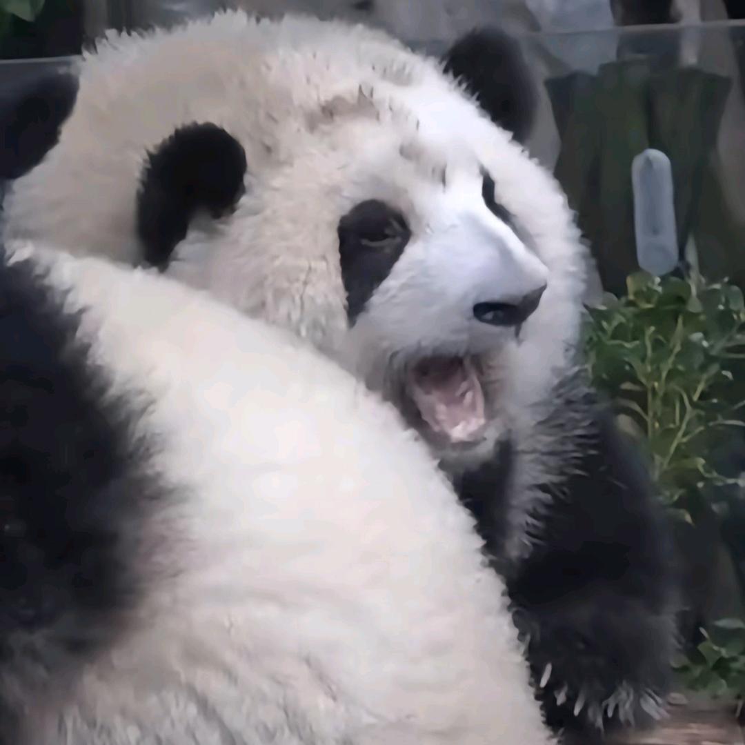 Jiaaaaaa（爱看美女版）