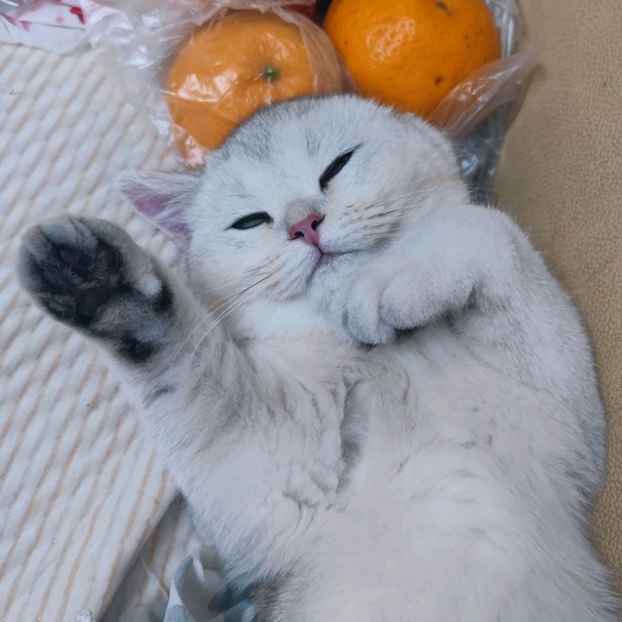 喵语连猪
