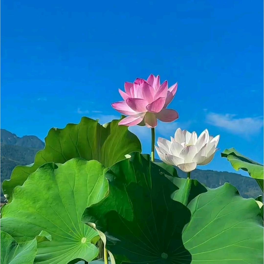 奇馨