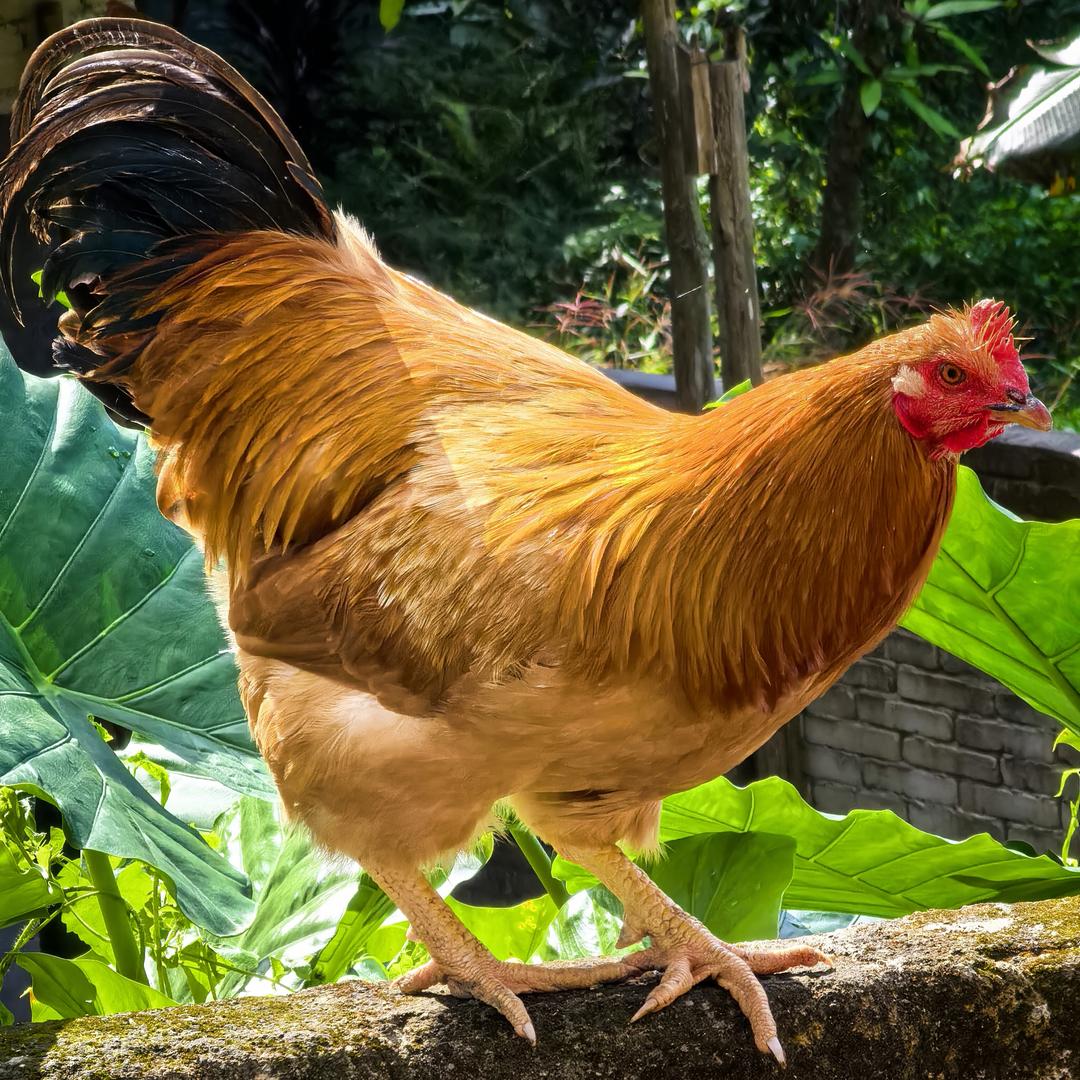 阿飞的土货土鸡