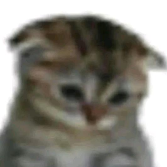 草莓气泡(已有闺)