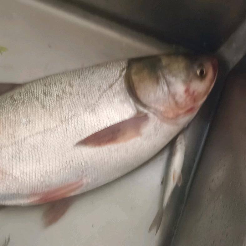 鼒