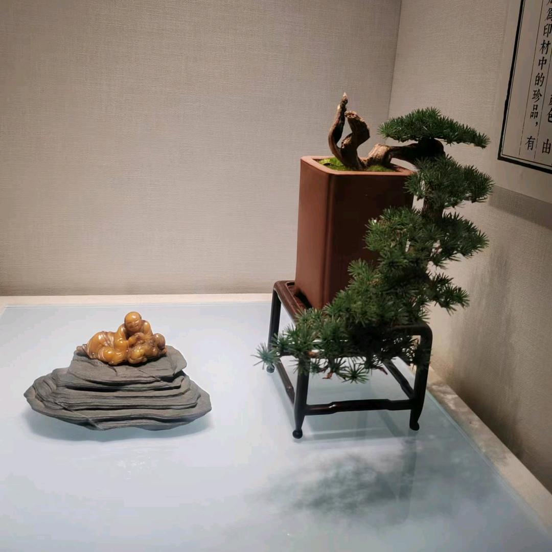 筱美庭院树