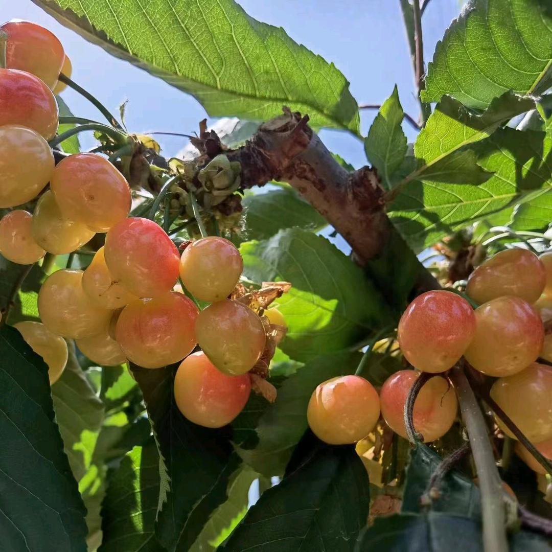 金果源黄蜜大樱桃