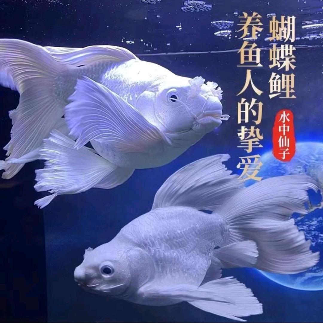 小九鱼